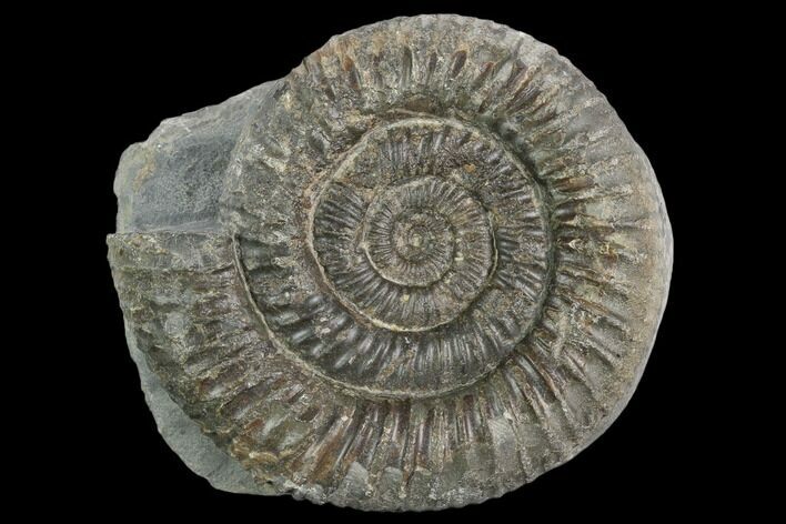 Ammonite (Dactylioceras) Fossil - England #127487